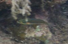 Stethojulis bandanensis