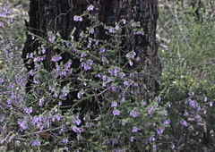 Prostanthera decussata