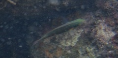 Stethojulis bandanensis