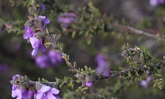 Prostanthera decussata