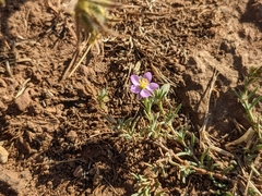 Spergularia rubra