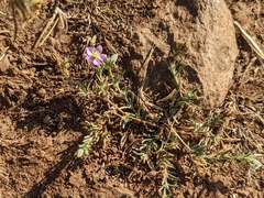 Spergularia rubra