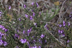 Prostanthera decussata
