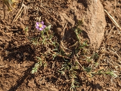 Spergularia rubra