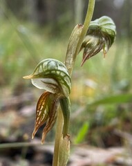 Pterostylis ferruginea