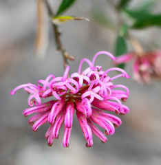 Grevillea sericea