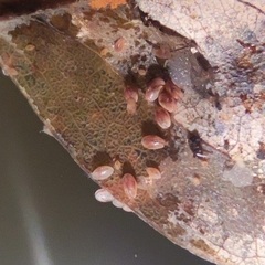 Ostracoda
