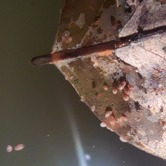 Ostracoda