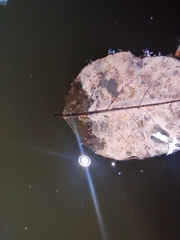 Ostracoda