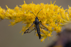 Synanthedon