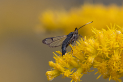 Synanthedon