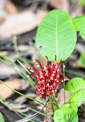 Grevillea laurifolia
