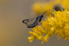 Synanthedon