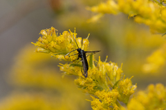 Synanthedon