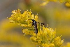 Synanthedon