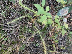 Lycopodiella appressa