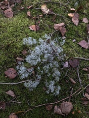 Cladonia portentosa