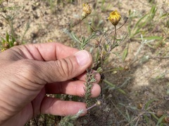 Leysera gnaphalodes