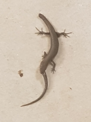 Lampropholis