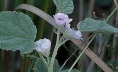 Althaea officinalis