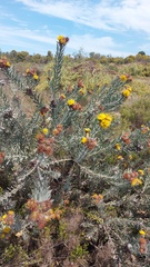 Leucospermum parile