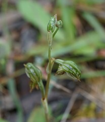 Pterostylis ferruginea