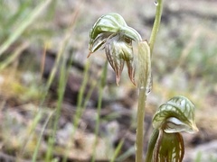 Pterostylis ferruginea