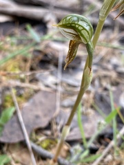 Pterostylis ferruginea