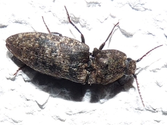Agrypnus murinus