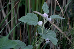Althaea officinalis