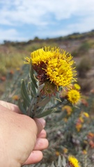 Leucospermum parile