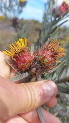 Leucospermum parile