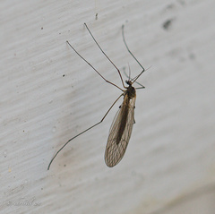 Trichoceridae