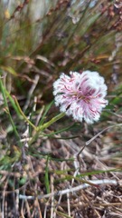 Serruria linearis