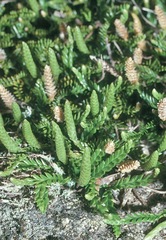 Diphasium scariosum