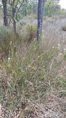 Serruria linearis