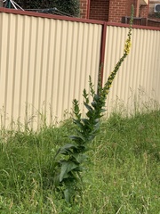 Verbascum virgatum