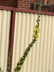 Verbascum virgatum