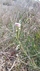 Serruria linearis
