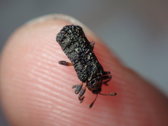 Octotoma scabripennis