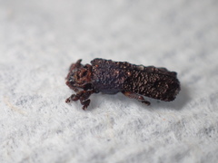 Octotoma scabripennis