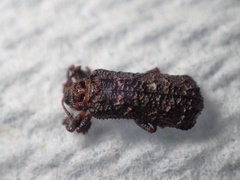 Octotoma scabripennis