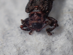 Octotoma scabripennis