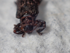 Octotoma scabripennis