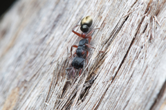 Myrmecia chrysogaster