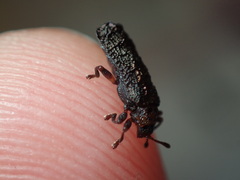 Octotoma scabripennis