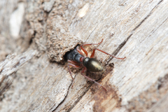 Myrmecia chrysogaster