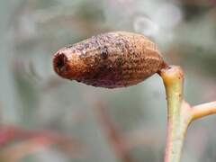 Apiomorpha attenuata