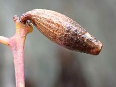 Apiomorpha attenuata