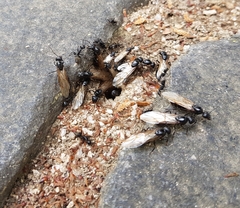 Camponotus japonicus